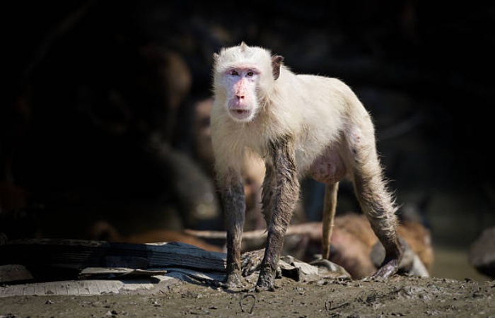 The Essence of Albino-Monkey.net Travel Archives